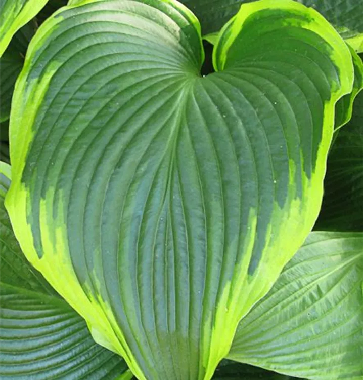 Hosta tokudama 'Flavocircinalis'