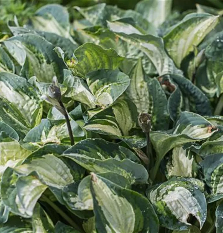 Hosta x cult.'Ghostmaster'