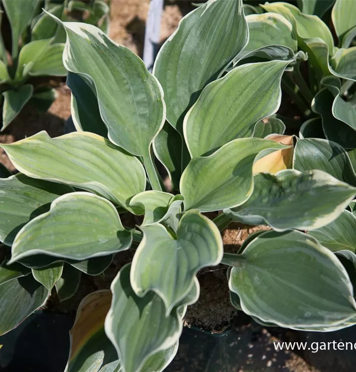 Hosta fluctuans 'Super Sagae'