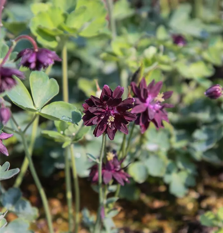 Aquilegia vulgaris 'Black Barlow'