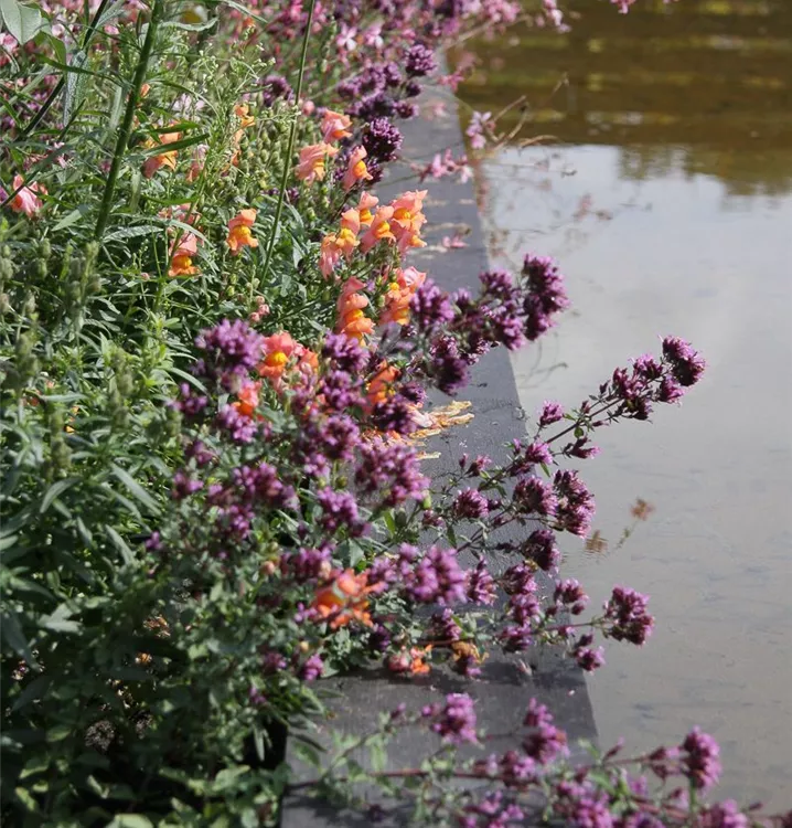 Origanum laevigatum 'Herrenhausen'