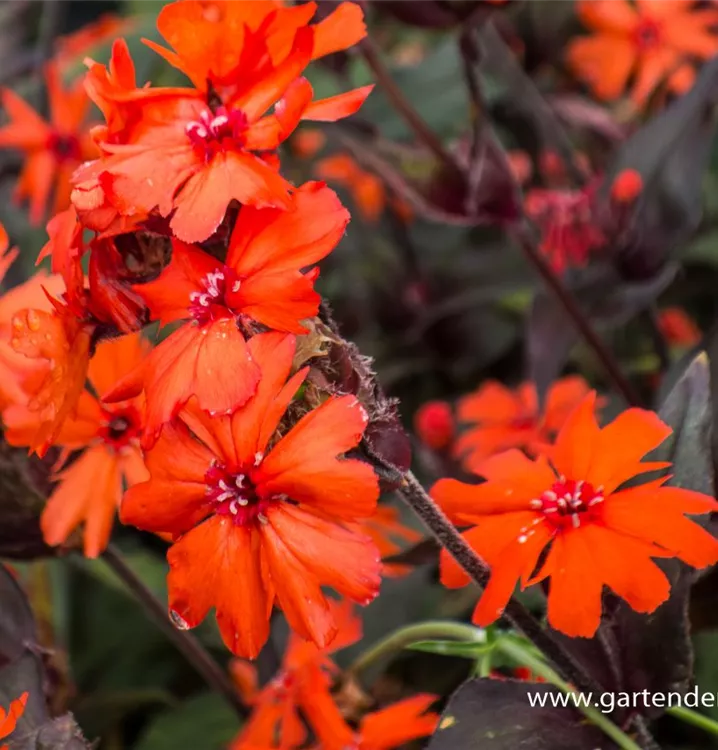 Lychnis arkwrightii 'Orange Zwerg'