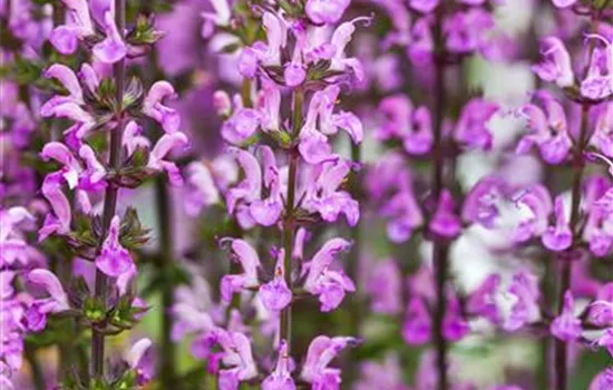 Garten-Blüten-Salbei