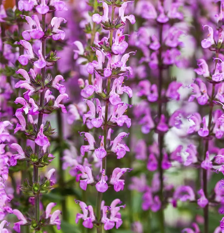 Salvia nemorosa New Dimension 'Rose'