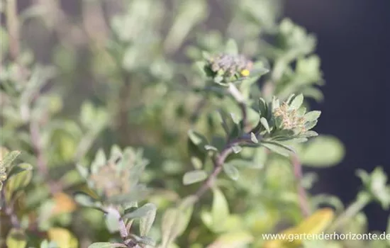 Garten-Berg-Steinkraut 'Berggold'