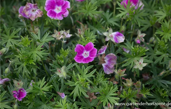 Garten-Blut-Storchschnabel 'Elke'