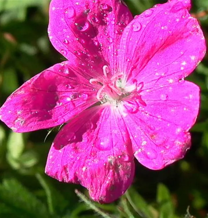 Geranium sanguineum 'Elsbeth'