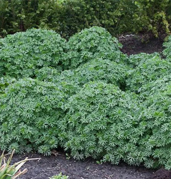 Geranium sanguineum 'Ron Leed'