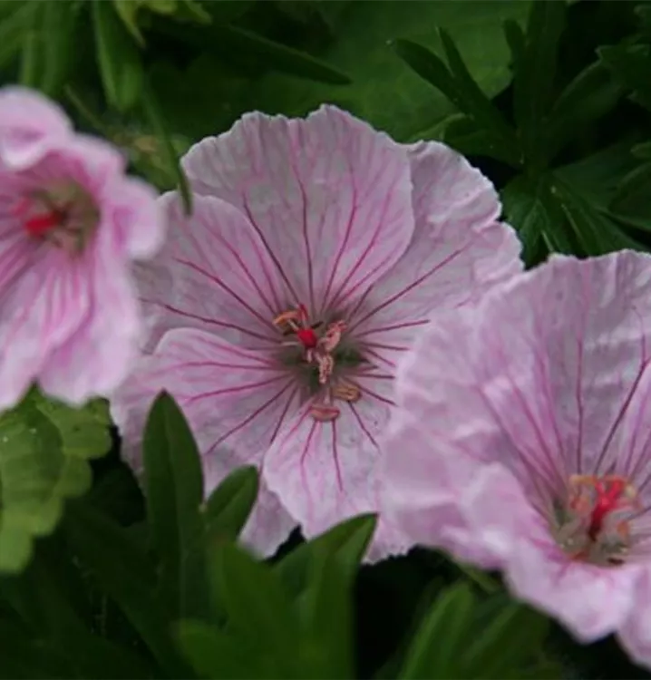 Geranium sanguineum 'Vision Light Pink'