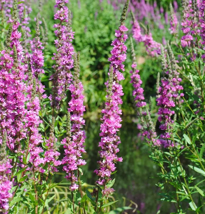 Lythrum salicaria 'Robert'