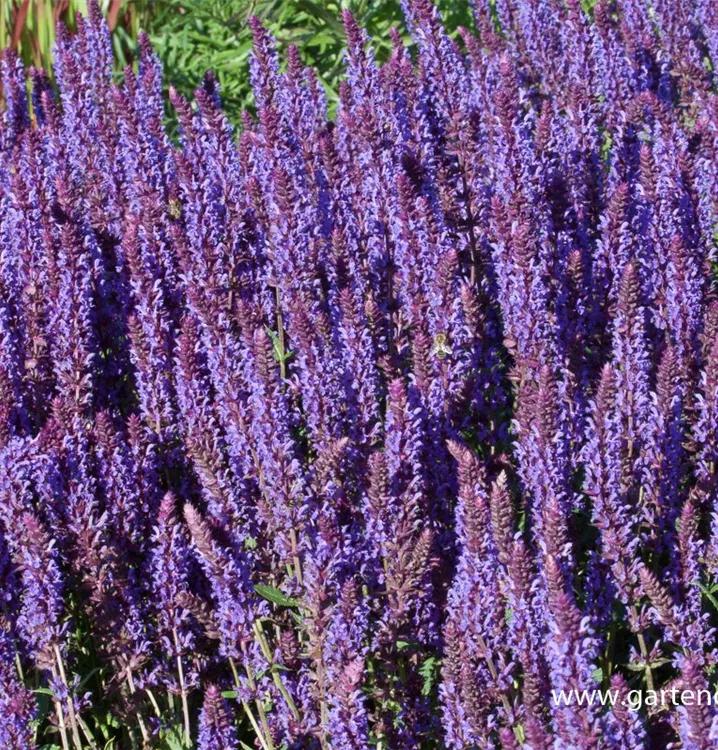 Salvia nemorosa 'Negrito'