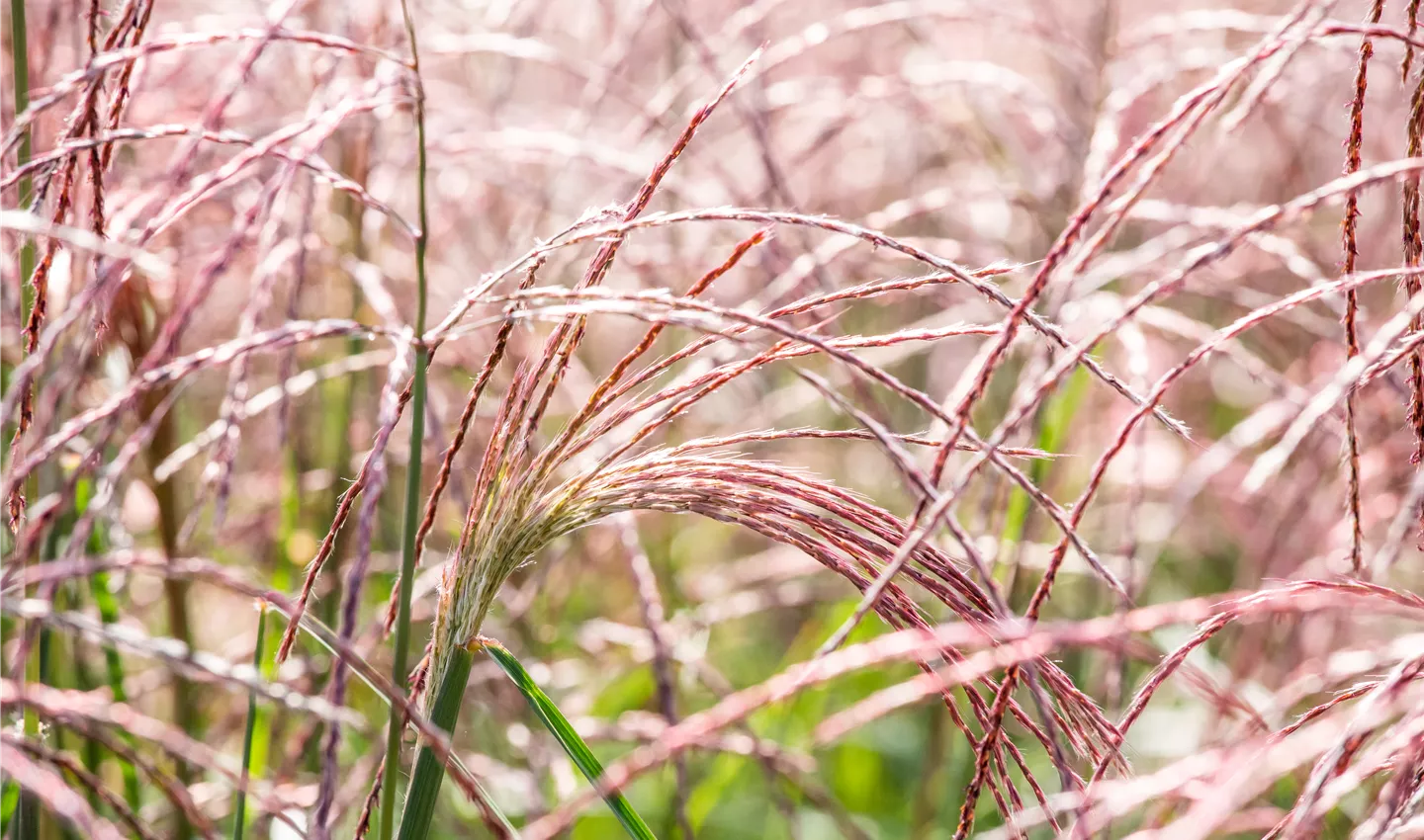 Miscanthus sinensis 'Flamingo' (GS642927.jpg)