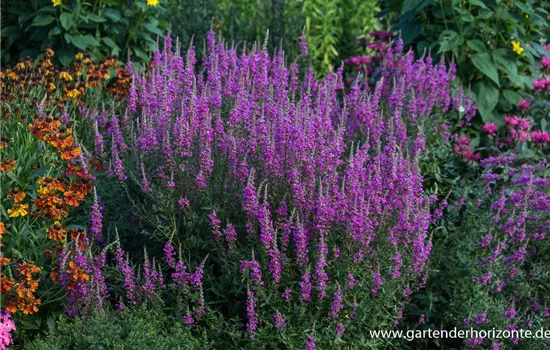 Garten-Blut-Weiderich 'Morden Pink'