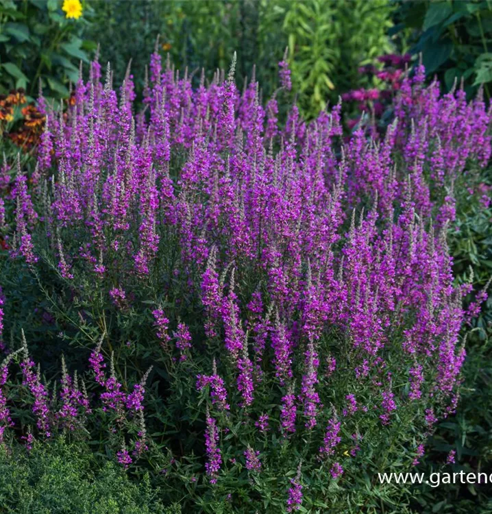 Lythrum salicaria 'Morden Pink'