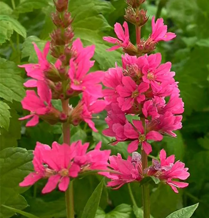 Lythrum salicaria 'Robin'