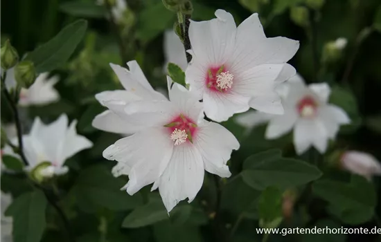 Garten-Busch-Malve 'Baby Barnsley'