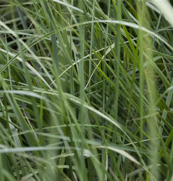 Miscanthus sinensis 'Graziella'