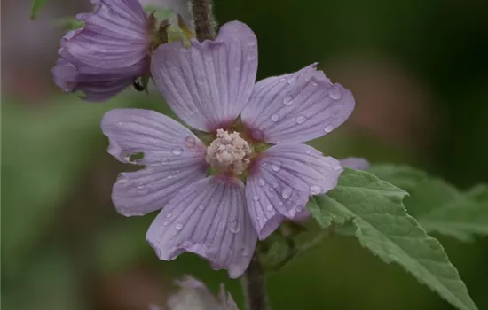 Garten-Busch-Malve 'Lilac Lady'