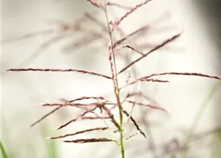 Miscanthus sinensis 'Ferner Osten'