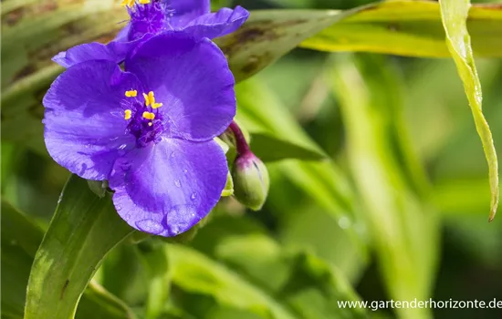 Garten-Dreimasterblume 'Zwanenburg Blue'