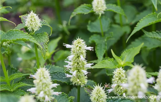 Garten-Duftnessel 'Alabaster'