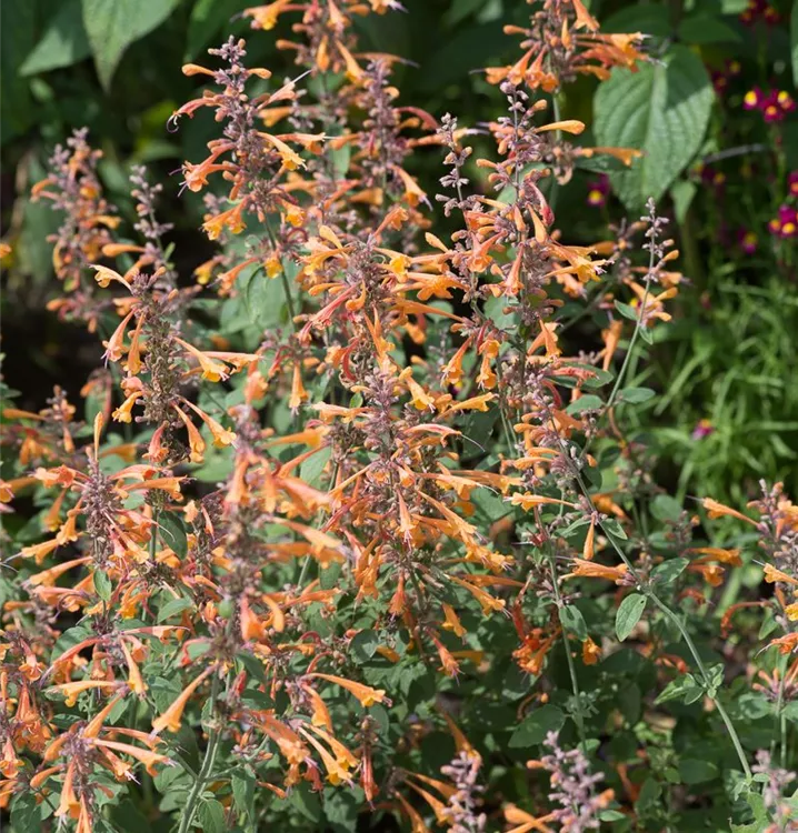 Agastache aurantiaca 'Apricot Sprite'