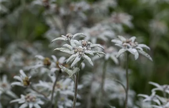 Garten-Edelweiß 'Matterhorn'