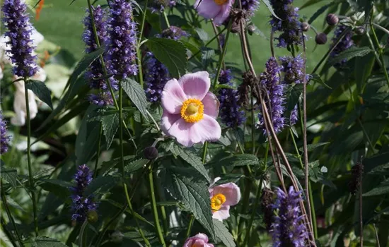 Garten-Duftnessel 'Black Adder'®