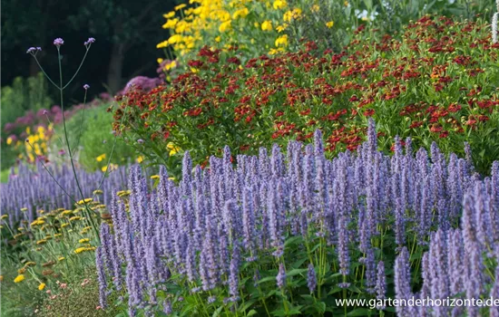 Garten-Duftnessel 'Blue Fortune'