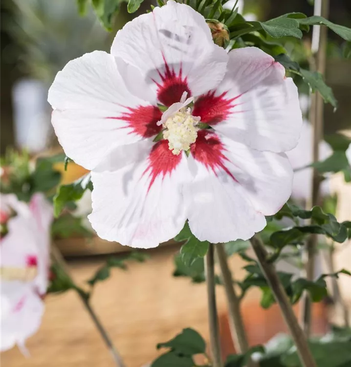 Hibiscus syriacus 'Helene'