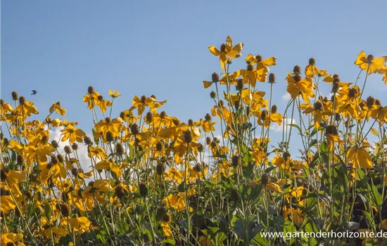 Garten-Fallschirm-Sonnenhut 'Herbstsonne'