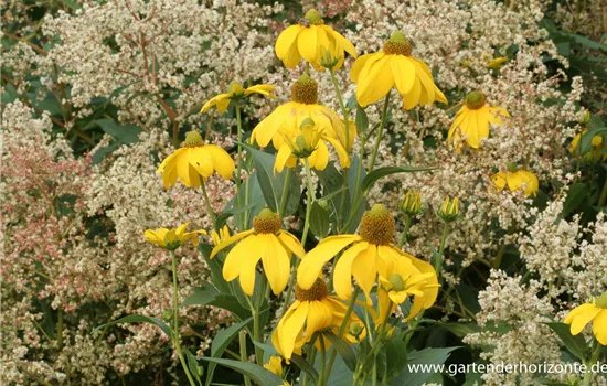 Garten-Fallschirm-Sonnenhut 'Juligold'