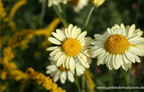 Garten-Färber-Hundskamille 'E.C. Buxton'