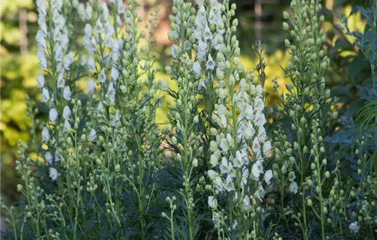 Garten-Eisenhut 'Schnewittchen'