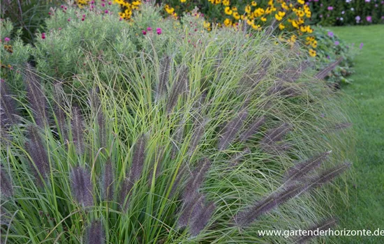 Garten-Federborstengras 'Moudry'