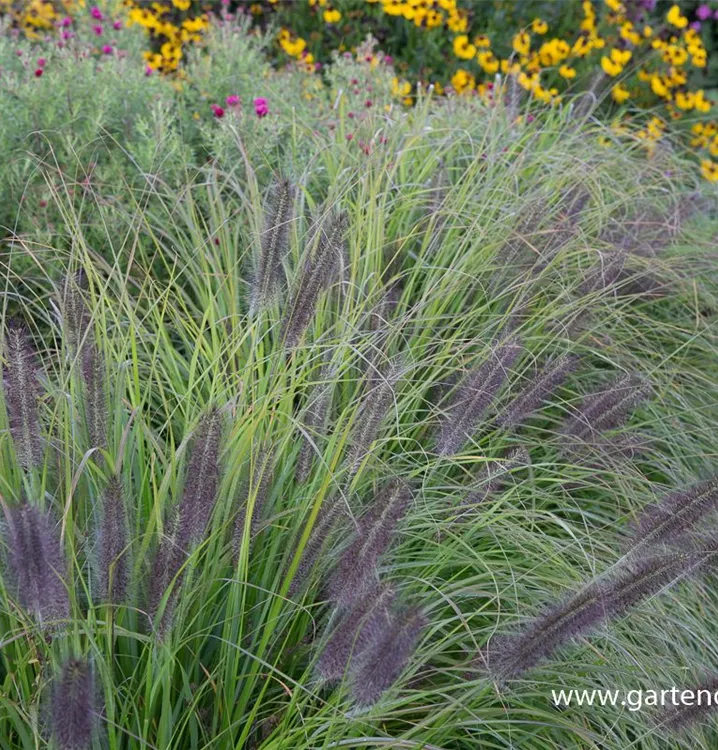 Pennisetum alopecuroides 'Moudry'