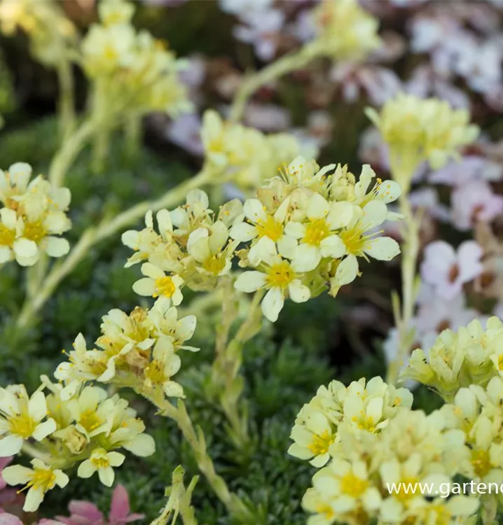 Saxifraga apiculata 'Gregor Mendel'