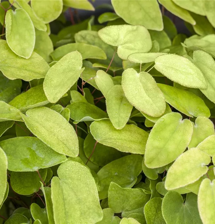 Epimedium x rubrum