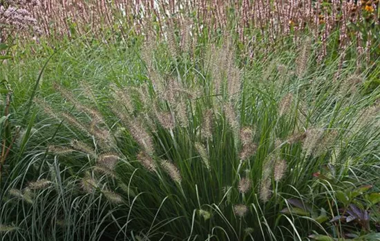 Garten-Federborstengras 'Hameln'