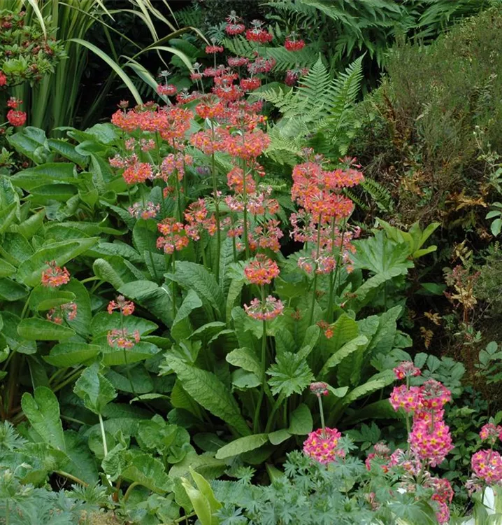 Primula x bullesiana