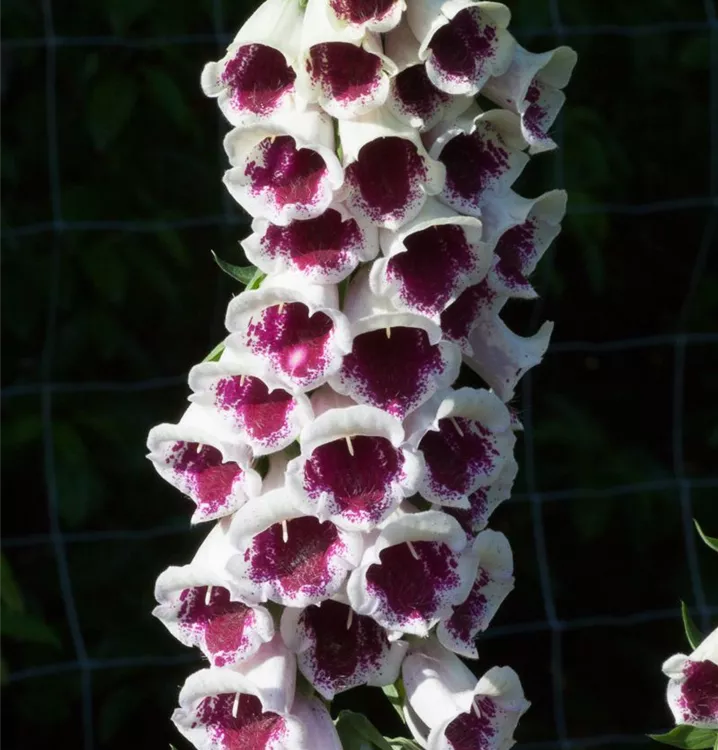 Digitalis purpurea 'Pam´s Choice'