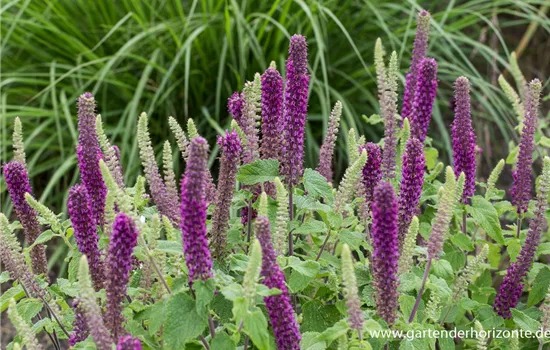 Garten-Gamander 'Purple Tails'