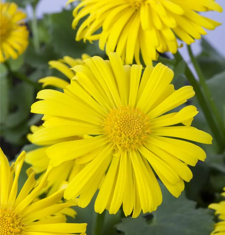 Doronicum orientale 'Magnificum'