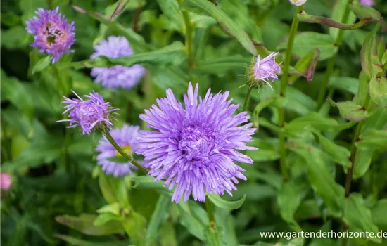 Garten-Feinstrahl 'Schöne Blaue'