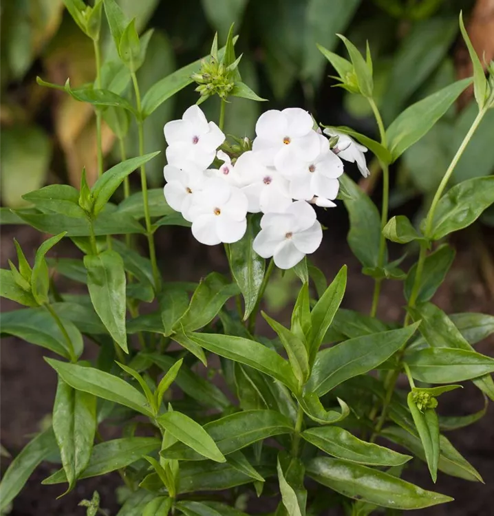 Phlox paniculata 'Minnie Pearl'