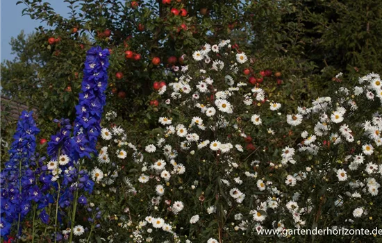 Garten-Glattblatt-Aster 'Schneekuppe'