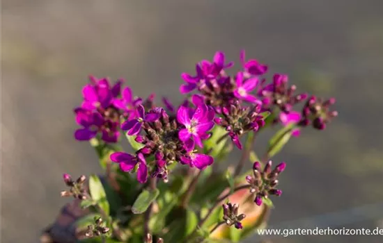 Garten-Gänsekresse 'Rose Delight'®