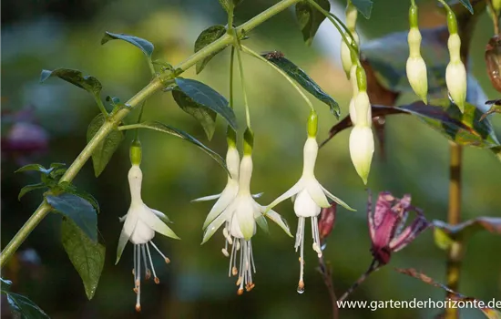 Garten-Fuchsie