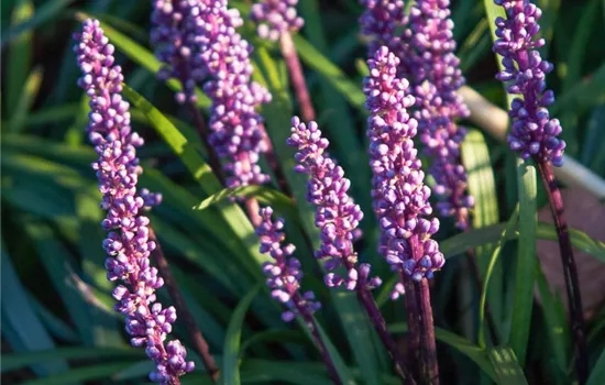 Garten-Glöckchentraube 'Ingwersen'