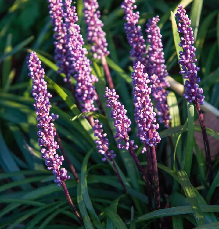 Liriope muscari 'Ingwersen'